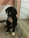 Bennett the Bulldog Coondog Puppy