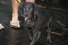 Fitzwilliam the Fuzzy Retriever Puppy