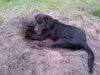Fitzwilliam the Fuzzy Retriever Puppy