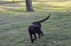 Fitzwilliam the Fuzzy Retriever Puppy