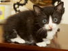 Felix the KItten