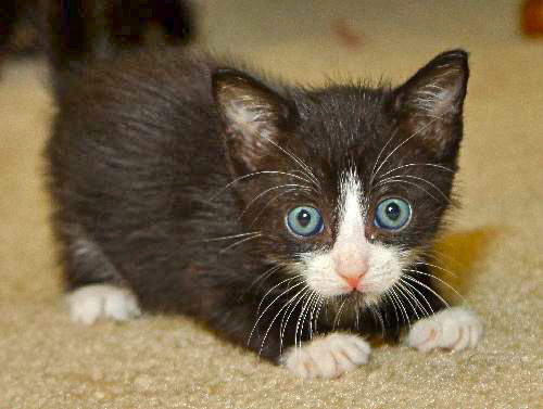 Felix the KItten