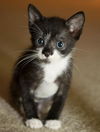 Joel the Snuggler Kitten