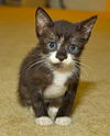 Joel the Snuggler Kitten