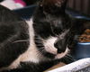 Joel the Snuggler Kitten