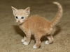 Robbie the Cuddly Kitten