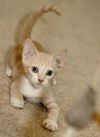 Robbie the Cuddly Kitten