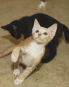 Robbie the Cuddly Kitten