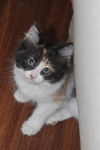 Camellia the Maine Coon Mix Kitten