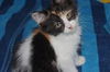 Camellia the Maine Coon Mix Kitten