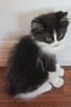 Hubble the Maine Coon Mix Kitten