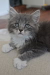 Wazzi the Maine Coon Mix Kitten