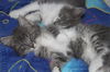 Wazzi the Maine Coon Mix Kitten