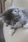 Wazzi the Maine Coon Mix Kitten