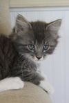 Wazzi the Maine Coon Mix Kitten