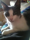 Lillie the Lap Kitten