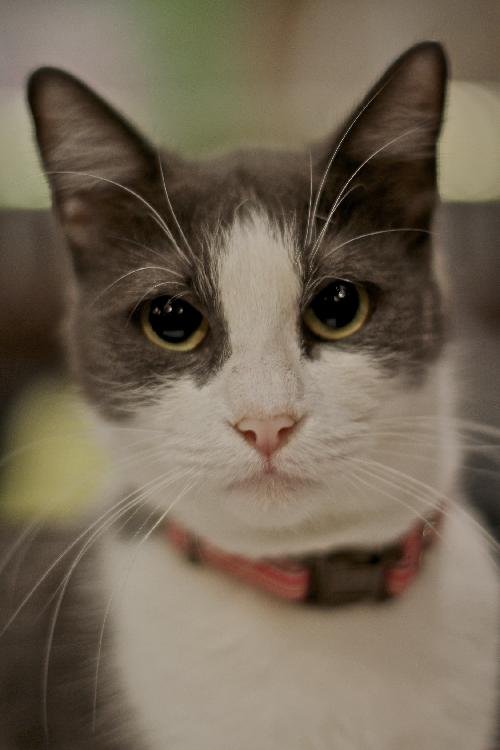 Lillie the Lap Kitten