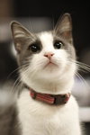 Lillie the Lap Kitten
