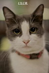 Lillie the Lap Kitten