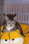 Limbo~Declawed aka the Lap Cat