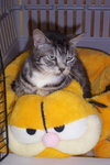 Limbo~Declawed aka the Lap Cat