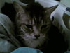 Limbo~Declawed aka the Lap Cat