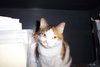 Mitzi the Declawed Manx