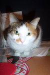 Mitzi the Declawed Manx