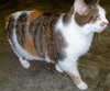 Mitzi the Declawed Manx