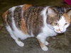 Mitzi the Declawed Manx
