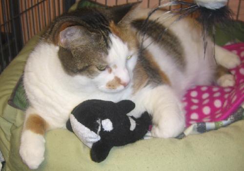 Mitzi the Declawed Manx