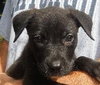 Joannie the Cute Black Lab Pup