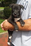 Joannie the Cute Black Lab Pup