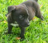 Joannie the Cute Black Lab Pup