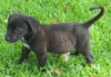 Joannie the Cute Black Lab Pup