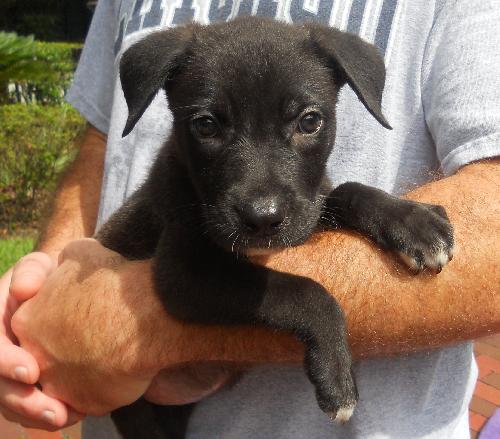 Joannie the Cute Black Lab Pup