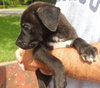 Joannie the Cute Black Lab Pup