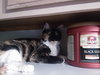 Tish the  Front Declawed Calico