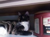 Tish the  Front Declawed Calico