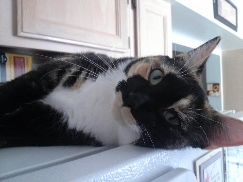 Tish the  Front Declawed Calico