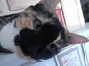Tish the  Front Declawed Calico