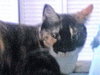 Tish the  Front Declawed Calico
