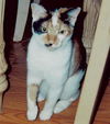 Elvis the De-clawed Hemingway