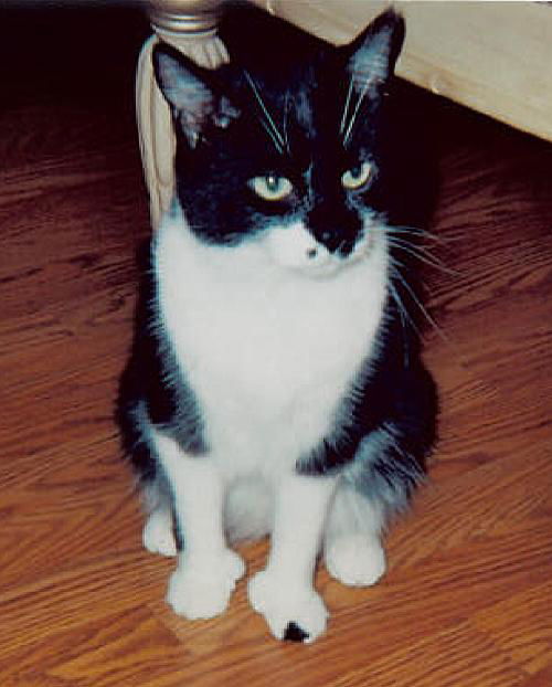 Elvis the De-clawed Hemingway