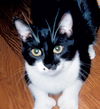 Elvis the De-clawed Hemingway