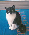 Elvis the De-clawed Hemingway