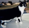 Elvis the De-clawed Hemingway