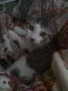 Mai Tai the Bat Cat