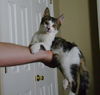 Mai Tai the Bat Cat