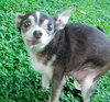 Lilly the Little Chihuahua